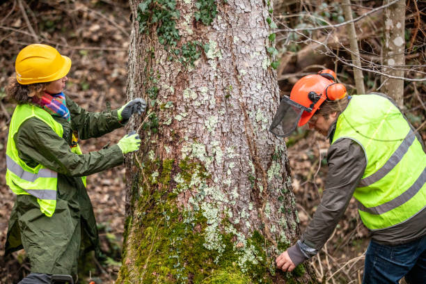 Best Fruit Tree Pruning  in Pine Grove Mills, PA