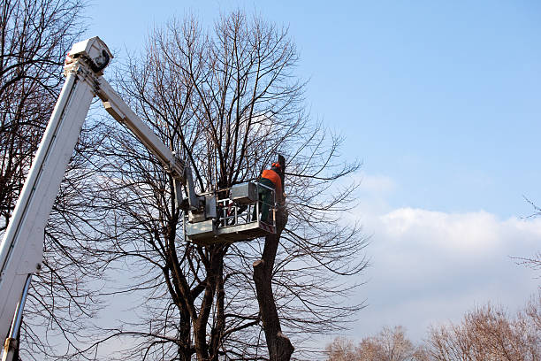 How Our Tree Care Process Works  in  Pine Grove Mills, PA